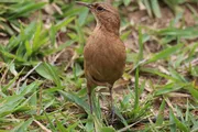 Birds for sale