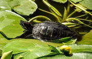 Painted Turtle on log