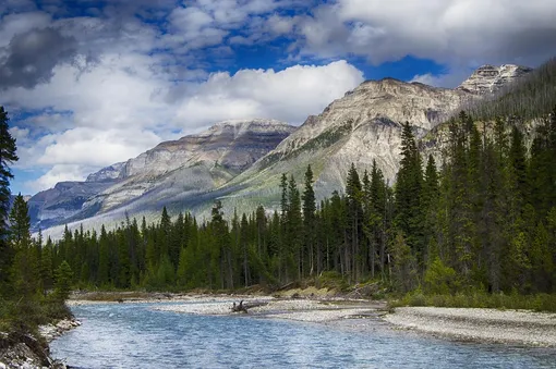 Photo of Bighorn Sheep in the Canadian Rockies.