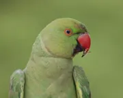 Headshot green