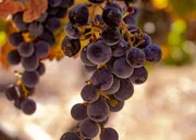 Couple in a vineyard