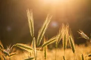 Farmers crop field on sunny day