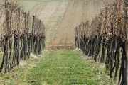 Vineyard in the landscape