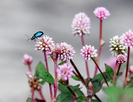 Photograph of Wild Flowers