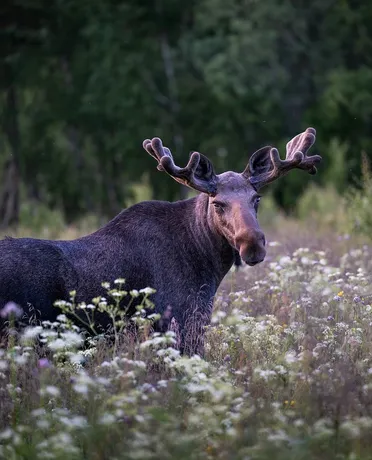 Photo of An Elk in the wilderness