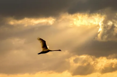 Silhouette at Sunset
