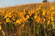 Arrowleaf Balsamroot