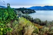 Sagebrush and grapevines over silt bluffs
