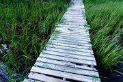 Boardwalk through the reeds