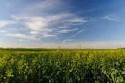 Canola fields under a blue sky