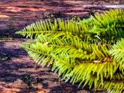 Fern Moss on a log