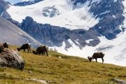 Mountain Sheep in the Rockies