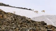Mountain goats on an icefield