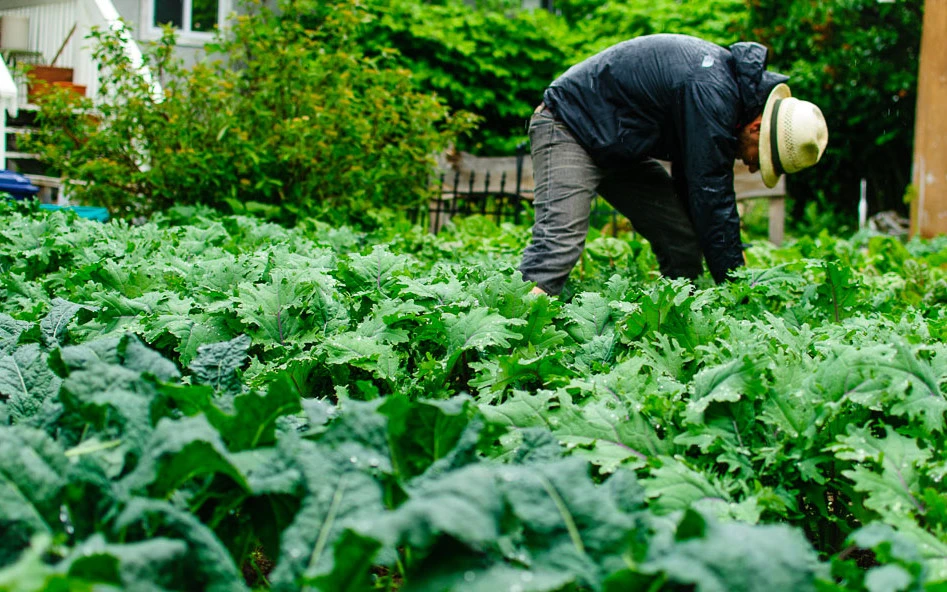 Harvesting kale in an urban garden