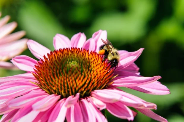 Bumble Bee on Echinacea