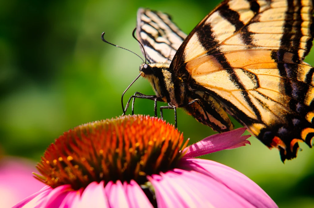 Gardens, Insects and Tubes – Backyard Macro Photography